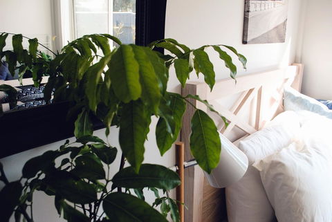 Bed Of Roses - Inverell Accommodation 24