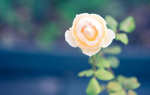 Bed Of Roses - Inverell Accommodation 14