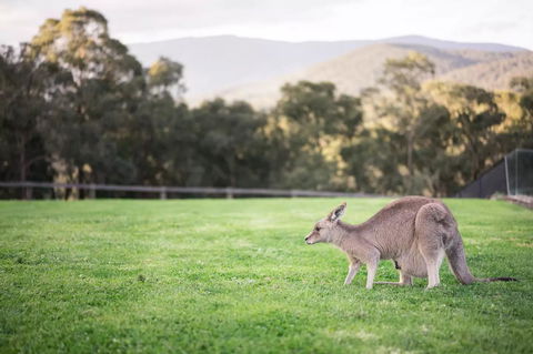 Kangaroo Manor - Inverell Accommodation 29