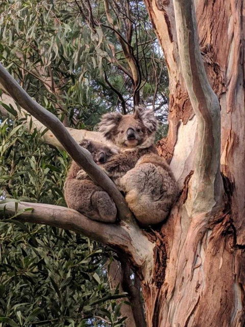 Kangaroo Manor - Inverell Accommodation 9