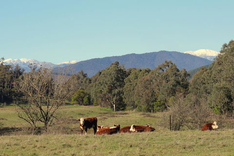3 Bells Alpine Cottage - Inverell Accommodation 21