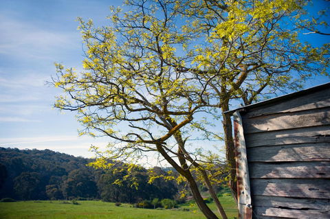 Cabrito - Inverell Accommodation 9