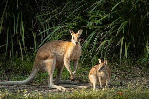 Thala Beach Nature Reserve - Inverell Accommodation 2