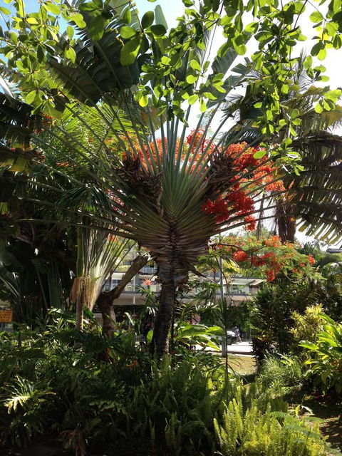 Port Douglas Apartments - Adults Only Oasis - Inverell Accommodation 39