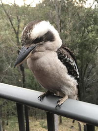 Book Tallebudgera Accommodation Vacations Inverell Accommodation Inverell Accommodation