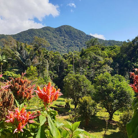 A Daintree Garden - Inverell Accommodation 3