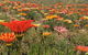 Acclaim Gateway Tourist Park - thumb 2
