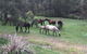 Emu Creek Retreat - thumb 2