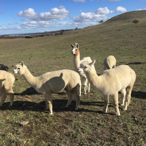 GOULBURN ALPACA FARM STAY - Inverell Accommodation 0