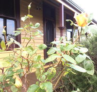 Albion Cottage - Inverell Accommodation