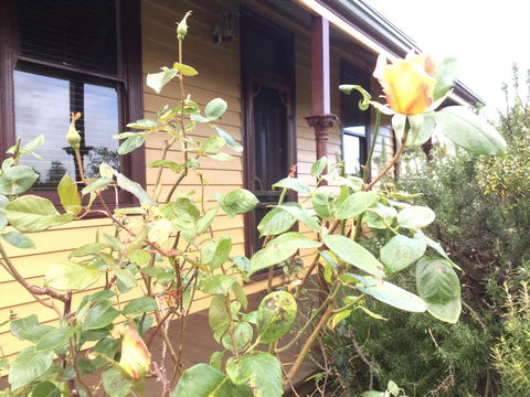 Albion Cottage - Inverell Accommodation 0