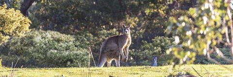 Alkina Lodge - Great Ocean Road - Inverell Accommodation 3