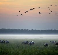 Bamurru Plains - Inverell Accommodation