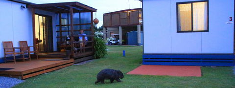 BIG4 Kelso Sands Holiday & Native Wildlife Park - Inverell Accommodation 2