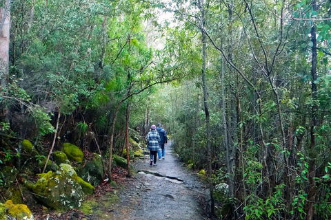 Kunanyi / Mt Wellington Explorer Bus - 2 Hour Return Tour - Inverell Accommodation 2