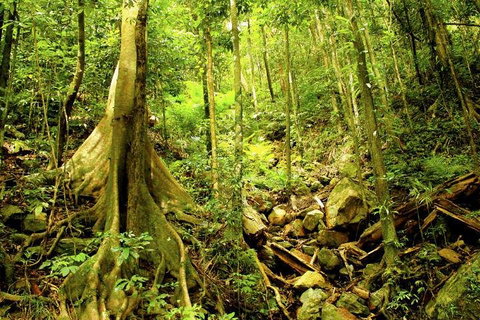 Cairns 4WD Waterfall And Rainforest Tour Including Kuranda Scenic Railway - Inverell Accommodation 1