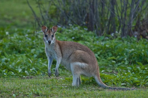 Cairns 4WD Waterfall And Rainforest Tour Including Kuranda Scenic Railway - Inverell Accommodation 2