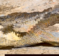 4-Day Cairns Ultimate Combo Daintree Rainforest Reef Kuranda  Paronella Park - Inverell Accommodation