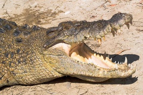 4-Day Cairns Ultimate Combo: Daintree Rainforest, Reef, Kuranda & Paronella Park - Inverell Accommodation 0