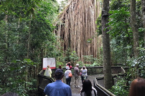 4-Day Cairns Ultimate Combo: Daintree Rainforest, Reef, Kuranda & Paronella Park - Inverell Accommodation 5