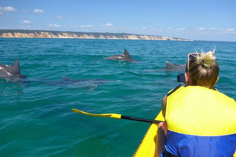 Kayak With Dolphins And 4WD Great Beach Drive Day Trip From Noosa - Inverell Accommodation 1