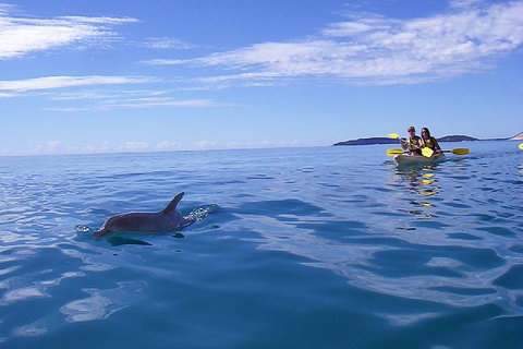 Kayak With Dolphins And 4WD Great Beach Drive Day Trip From Noosa - Inverell Accommodation 2