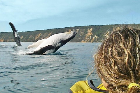 Kayak With Dolphins And 4WD Great Beach Drive Day Trip From Noosa - Inverell Accommodation 3