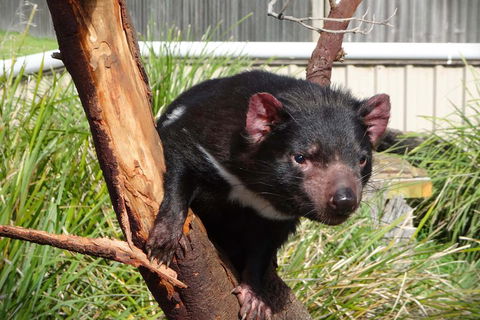 Tasmania 4 Day East Coast + Launceston - Inverell Accommodation 2