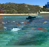 All Inclusive Dolphin and Tangalooma Wrecks Cruise - Inverell Accommodation