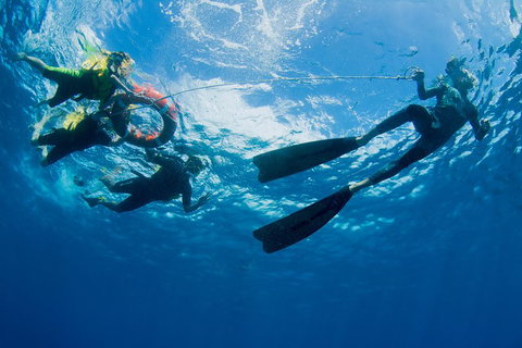 Passions Of Paradise Great Barrier Reef Snorkel And Dive Cruise From Cairns By Luxury Catamaran - Inverell Accommodation 2