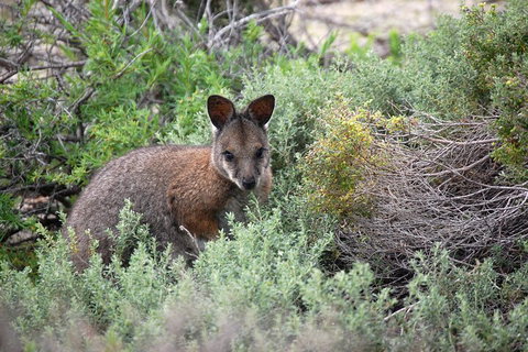 Shipwreck Special Nature Tour/Half Day Tour - Inverell Accommodation 3