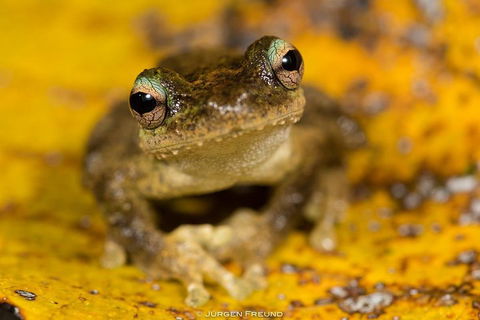 Daintree And Cape Tribulation Full Day Guided Tour - Inverell Accommodation 0