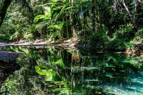 Daintree And Cape Tribulation Full Day Guided Tour - Inverell Accommodation 1