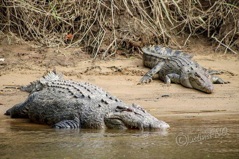 Daintree And Cape Tribulation Full Day Guided Tour - Inverell Accommodation 3