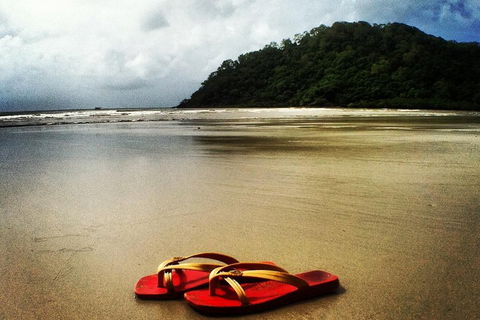 Daintree And Cape Tribulation Full Day Guided Tour - Inverell Accommodation 4