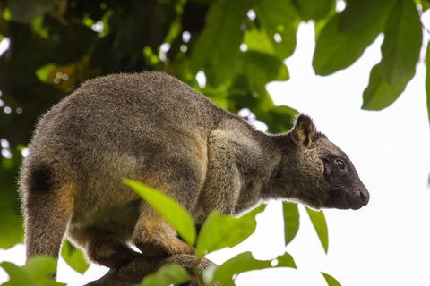Cairns & Port Douglas All-Inclusive 7 Days Touring Package - Inverell Accommodation 3