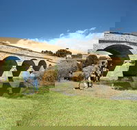 Bonorong Wildlife Park and Richmond Afternoon Tour from Hobart - Inverell Accommodation