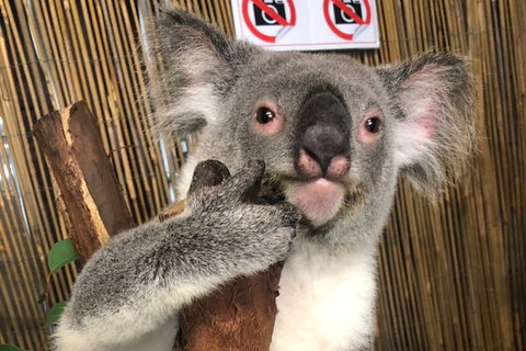 Kuranda Tour Deluxe Course With Kuranda 3 Zoos Or Free Course - Inverell Accommodation 0