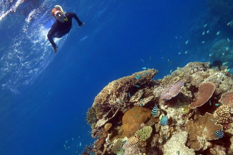 Silverswift Outer Great Barrier Reef Dive And Snorkel Cruise From Cairns - Inverell Accommodation 3