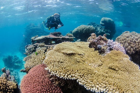 Silverswift Outer Great Barrier Reef Dive And Snorkel Cruise From Cairns - Inverell Accommodation 5