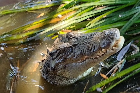 Litchfield Park Adventures And Jumping Crocodile Cruise + Butterfly Farm - Inverell Accommodation 4