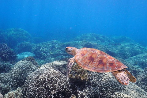 Calypso Outer Great Barrier Reef Cruise From Port Douglas - Inverell Accommodation 2