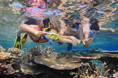 Calypso Outer Great Barrier Reef Cruise From Port Douglas - Inverell Accommodation 3