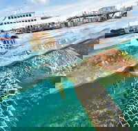 Scenic Helicopter Flight to Moore Reef and Return Snorkeling Cruise from Cairns - Inverell Accommodation