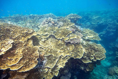 Scenic Helicopter Flight To Moore Reef And Return Snorkeling Cruise From Cairns - Inverell Accommodation 2