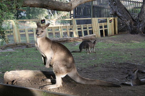 Mt. Wellington, Bonorong And Richmond Day Tour From Hobart - Inverell Accommodation 2