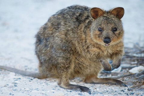 Perth To Rottnest Island Roundtrip Ferry Ticket - Inverell Accommodation 3