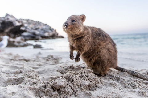 Perth To Rottnest Island Roundtrip Ferry Ticket - Inverell Accommodation 5