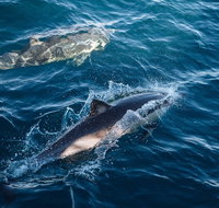 Sydney Whale-Watching Cruise - Inverell Accommodation