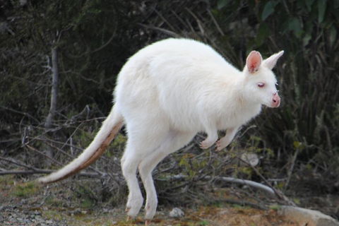 Small-Group Day Trip From Hobart To Bruny Island - Inverell Accommodation 2